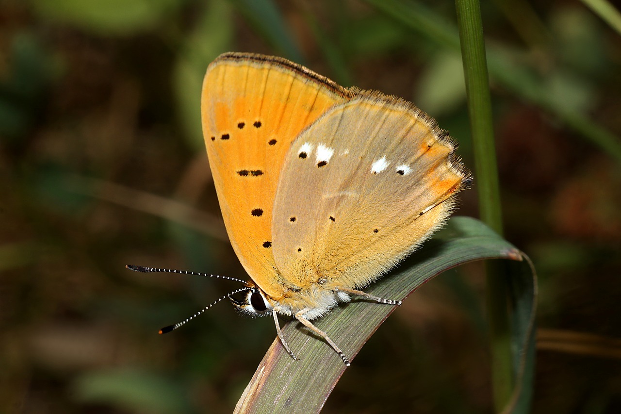 butterfly  insect  nature free photo