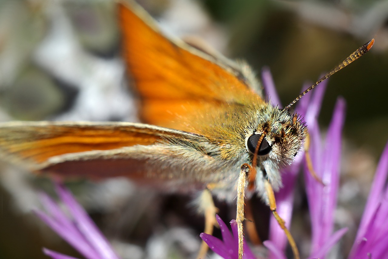 butterfly  insect  karłątek kniejnik free photo