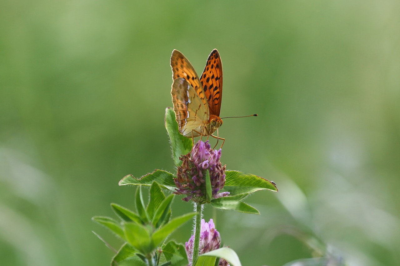 butterfly  insects  macro free photo