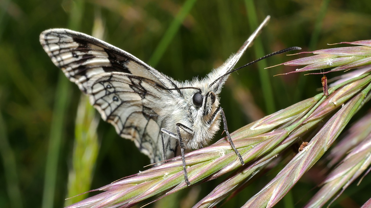 butterfly  white  macro free photo