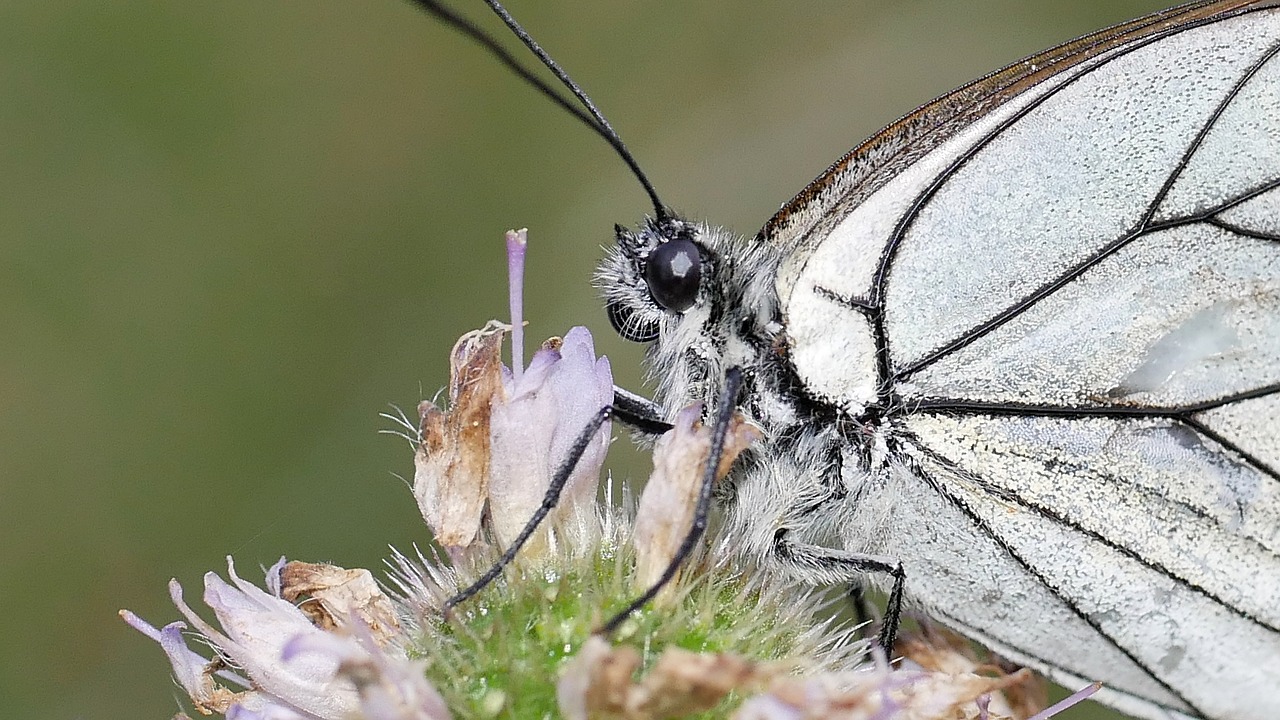 butterfly  white  macro free photo