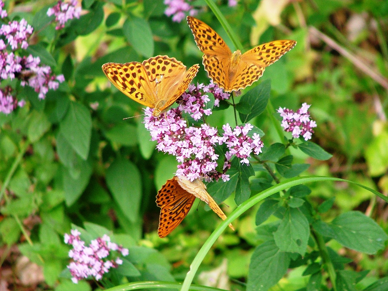 butterfly forest nature free photo