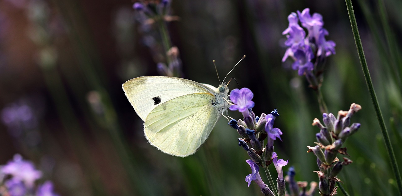 butterfly  garden  nature free photo