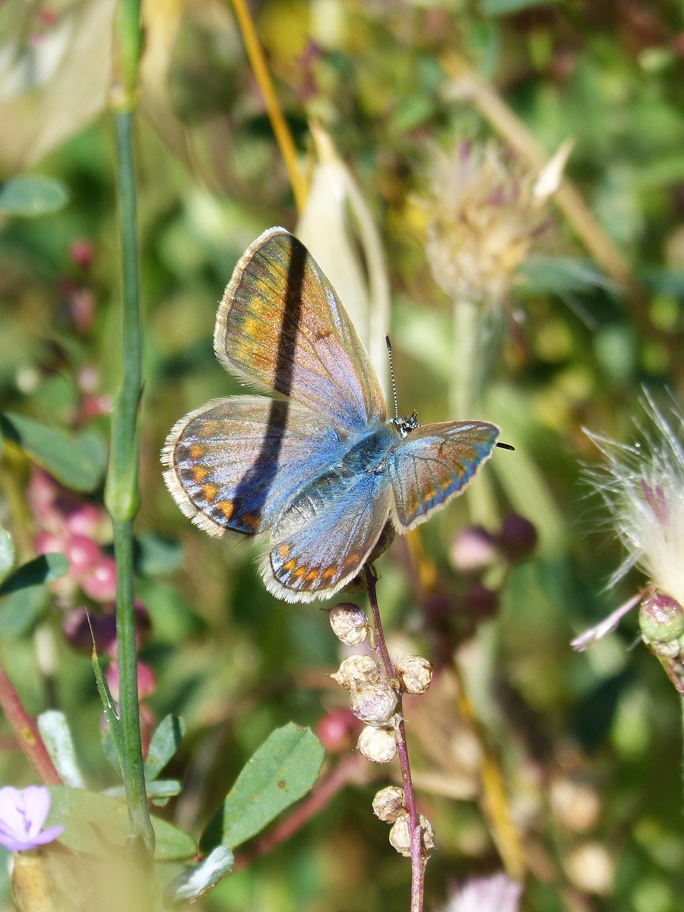 butterfly  blue butterfly and orange  aricia cramera free photo