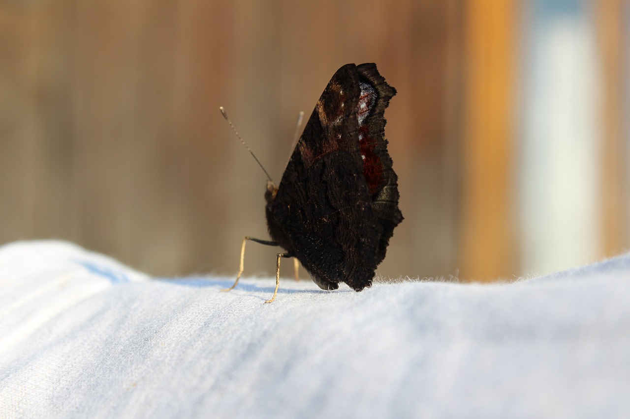 butterfly  the background  nature free photo