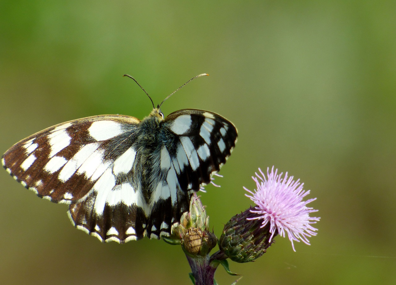 butterfly  nature  wings free photo