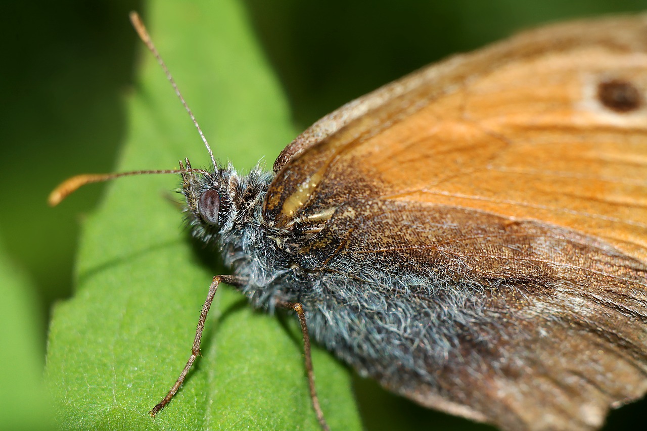 butterfly  insect  nature free photo