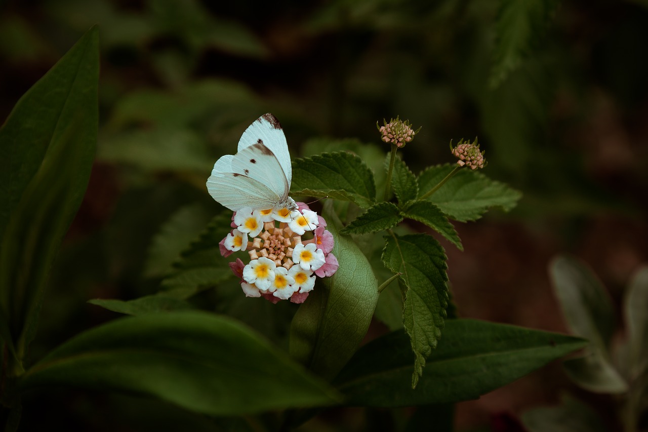 butterfly  flower  nature free photo