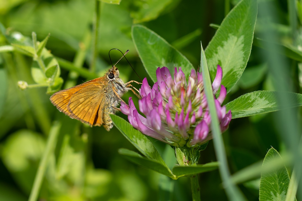 butterfly  nectar  proboscis free photo