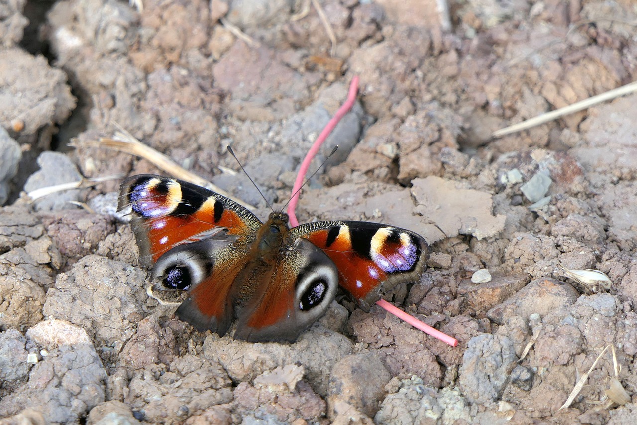 butterfly  peacock butterfly  close up free photo