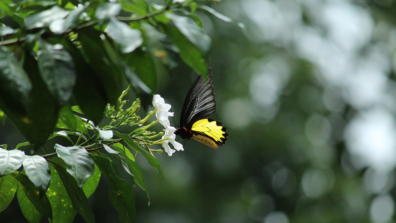 butterfly  flower  drinking free photo