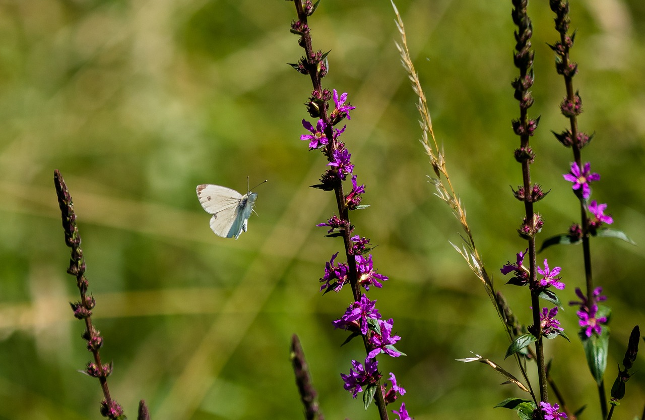 butterfly  insect  nature free photo