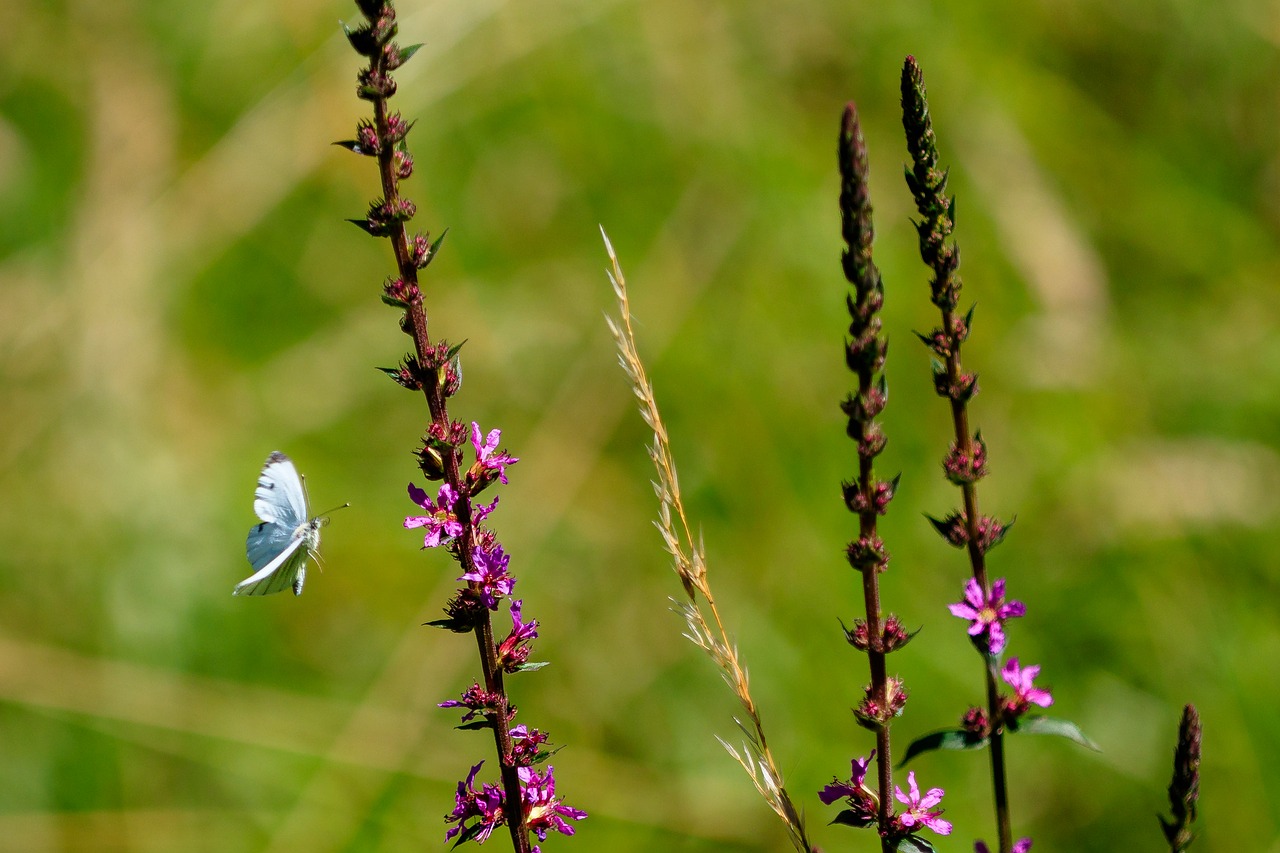 butterfly  insect  nature free photo