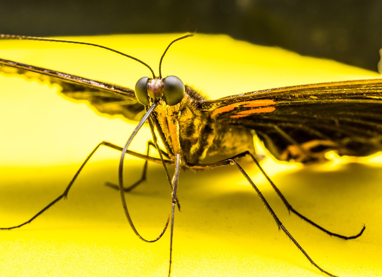 butterfly insect free pictures free photo