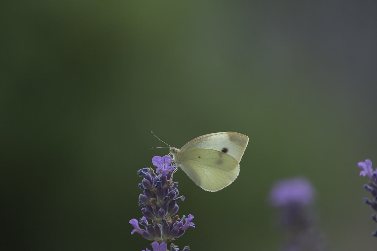 butterfly  white  insect free photo