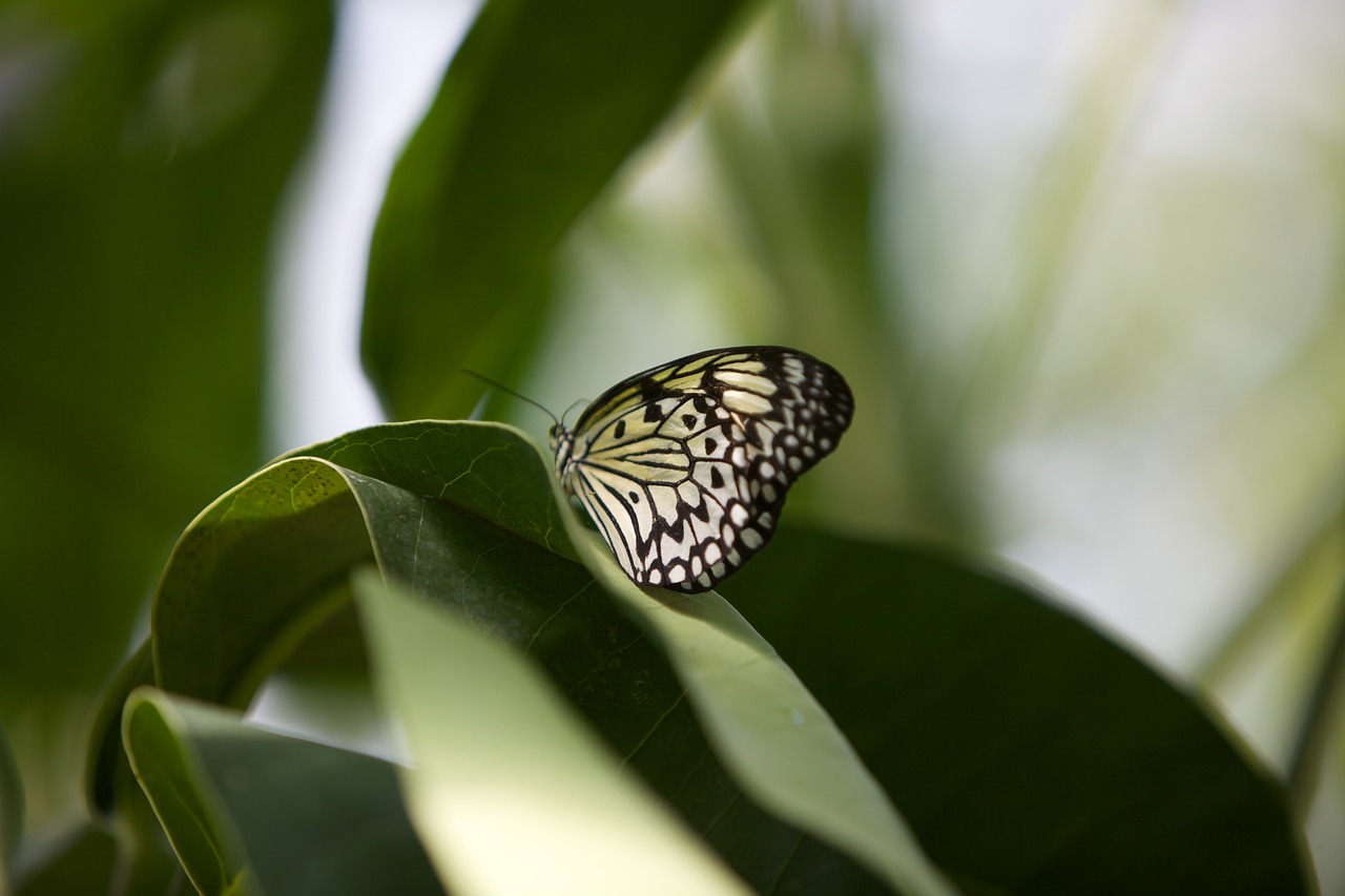 butterfly  leaf  nature free photo