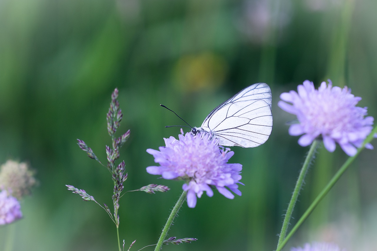 butterfly  white  white butterfly free photo