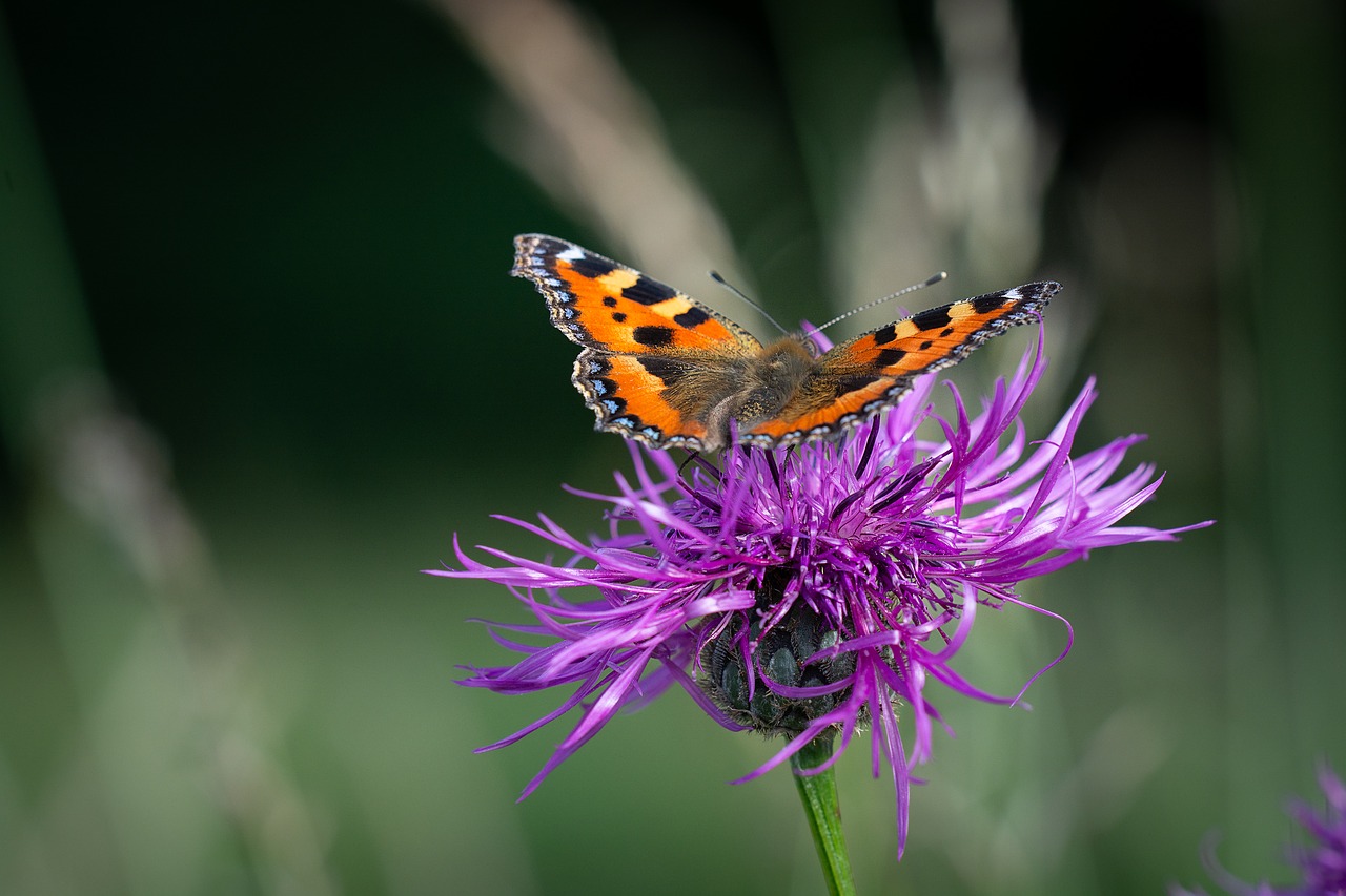 butterfly  animal  insect free photo