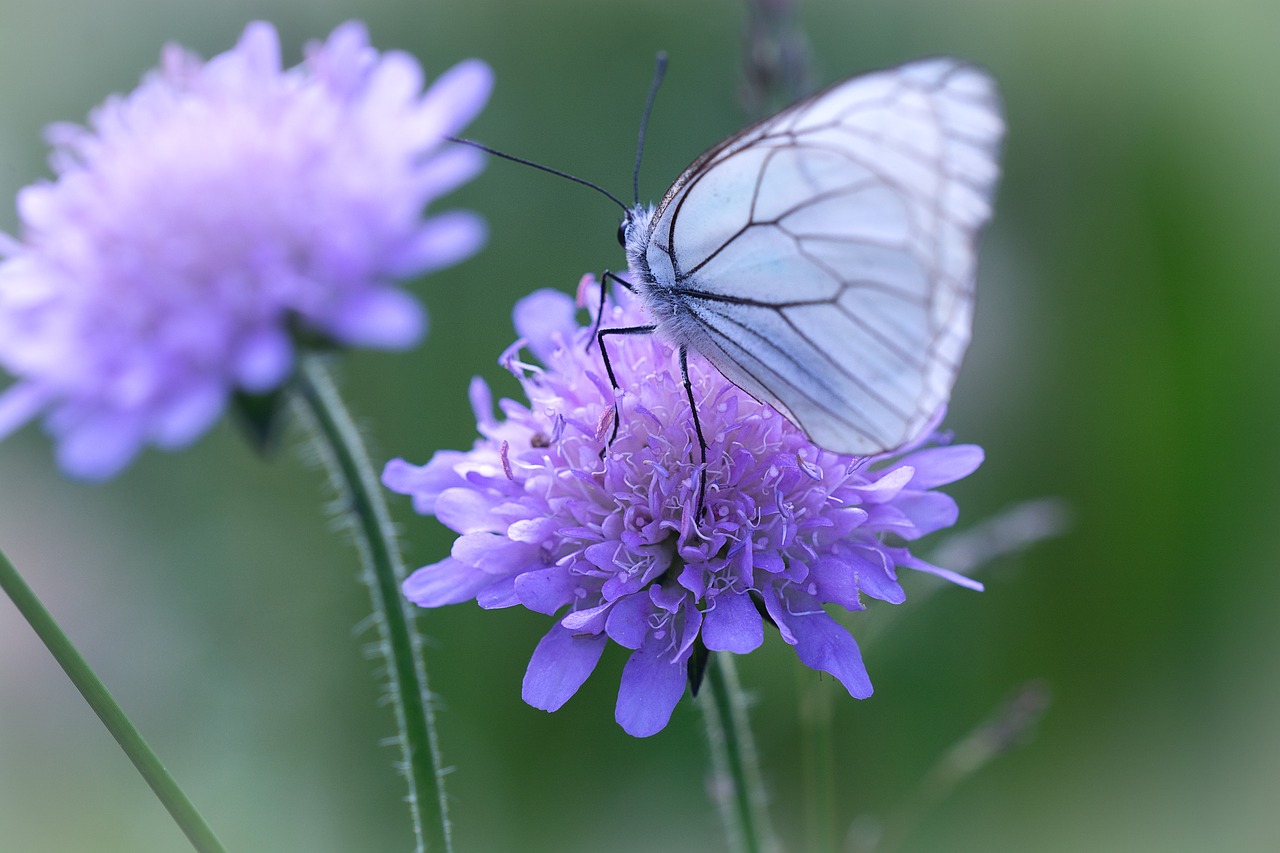 butterfly  white  white butterfly free photo