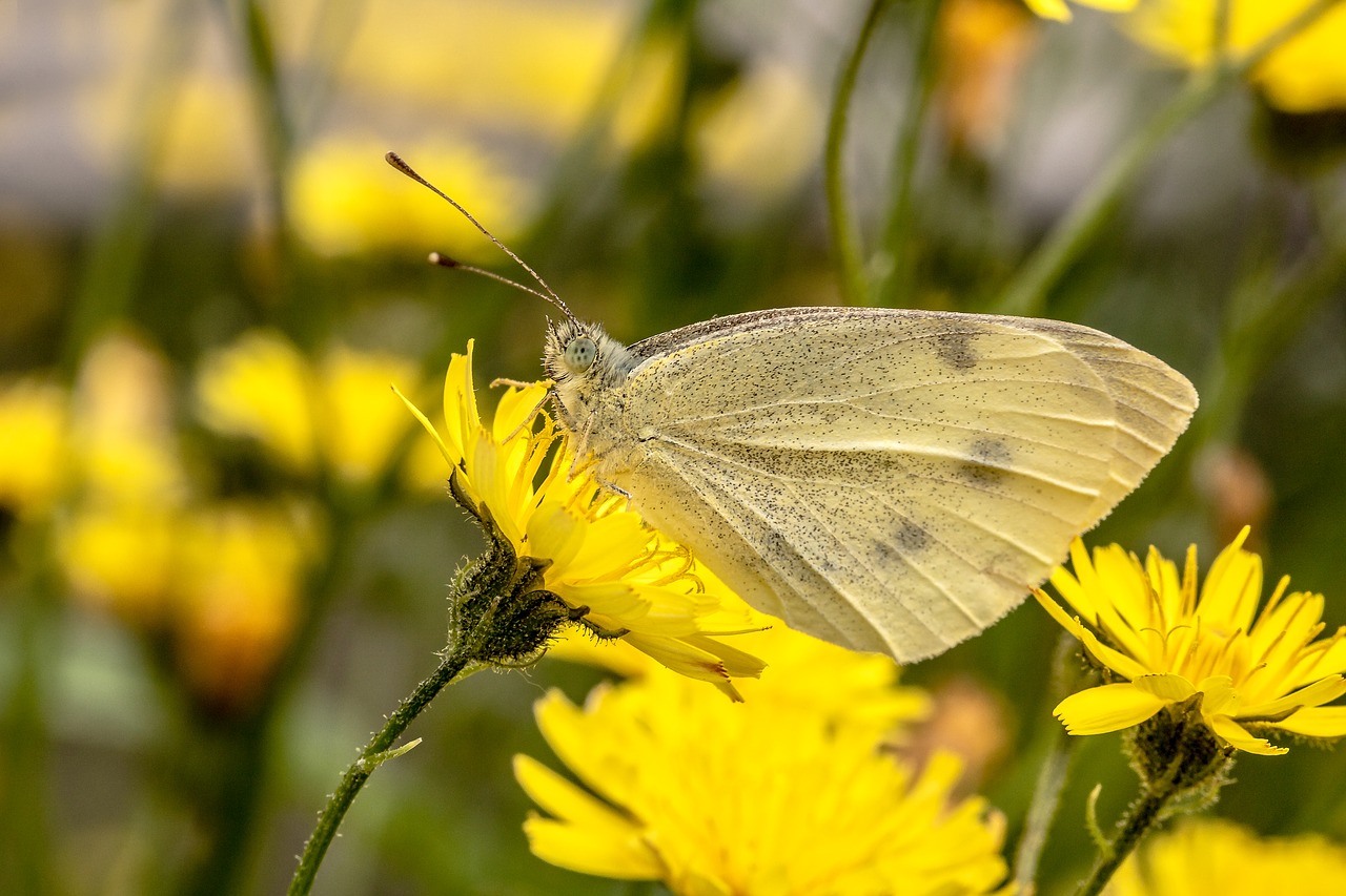 butterfly  white ling  small cabbage white ling free photo