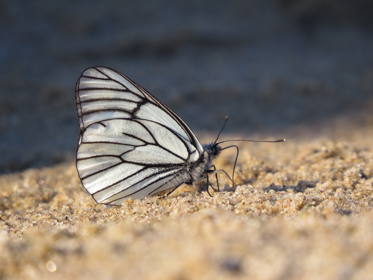 butterfly  white  sand free photo