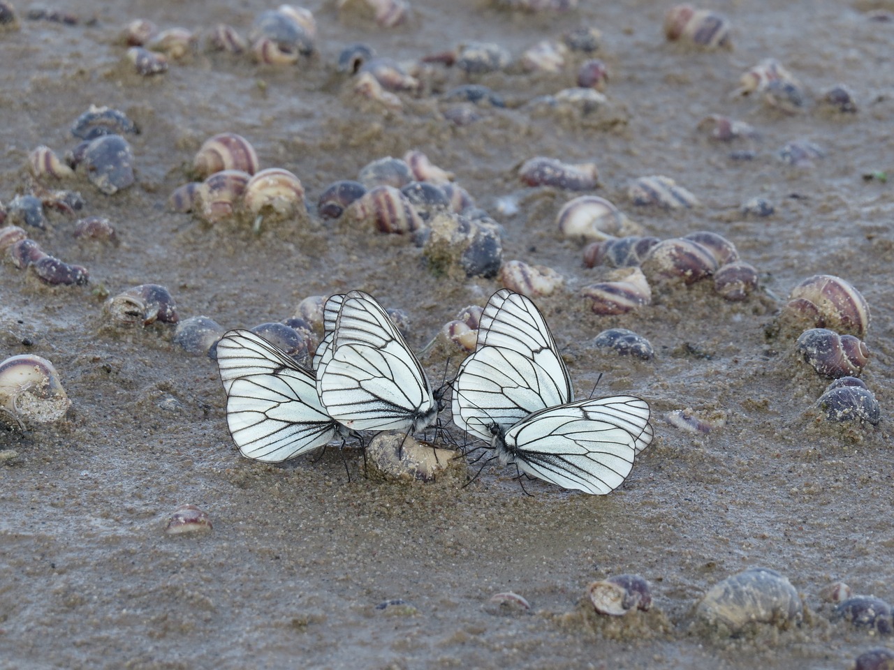 butterfly  white  sand free photo