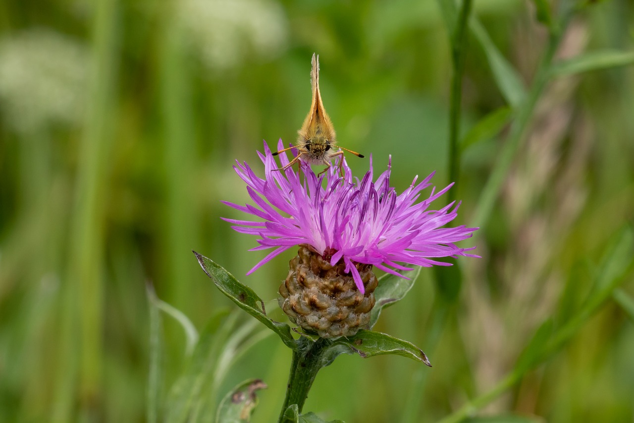 butterfly  skipper  insect free photo