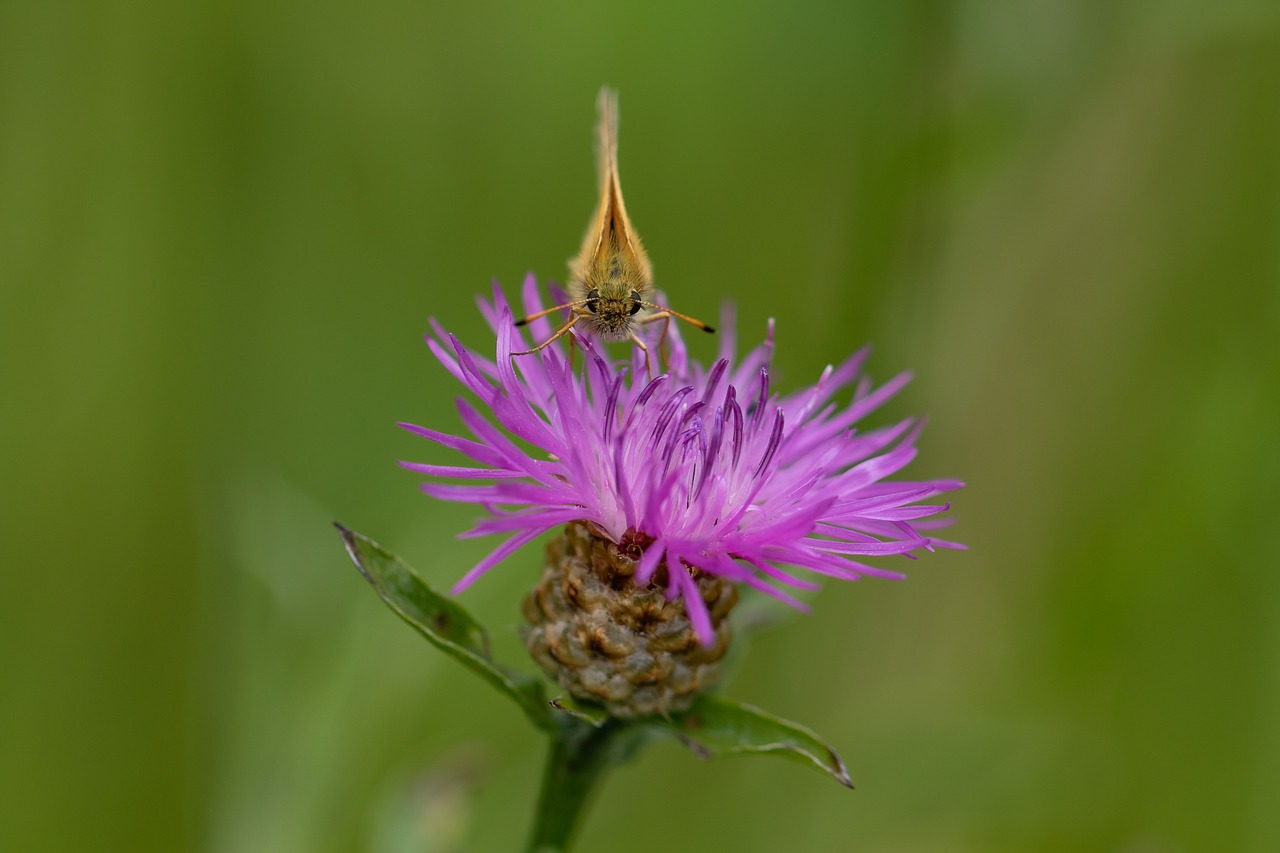 butterfly  skipper  insect free photo