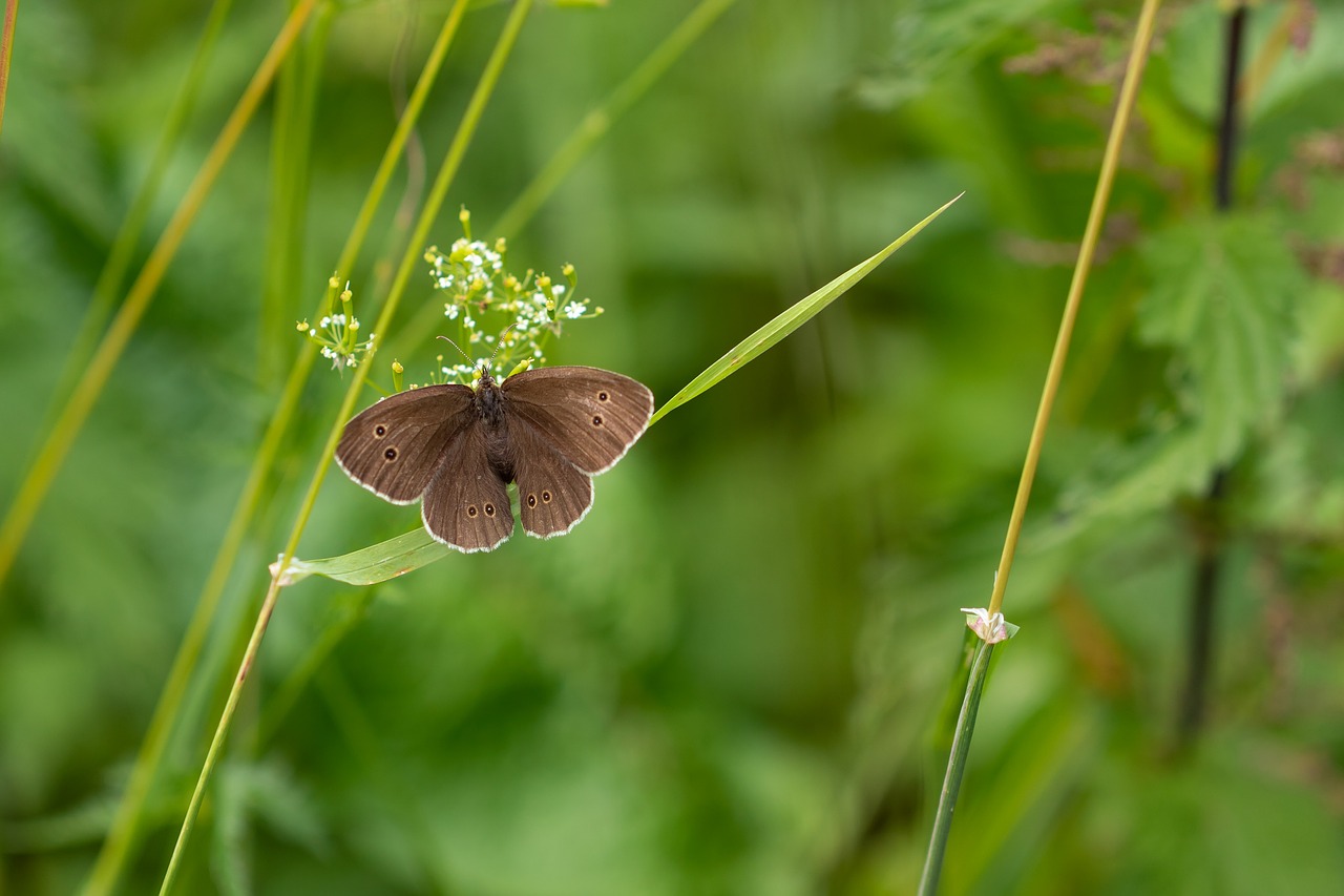 butterfly  satyrinae  insect free photo