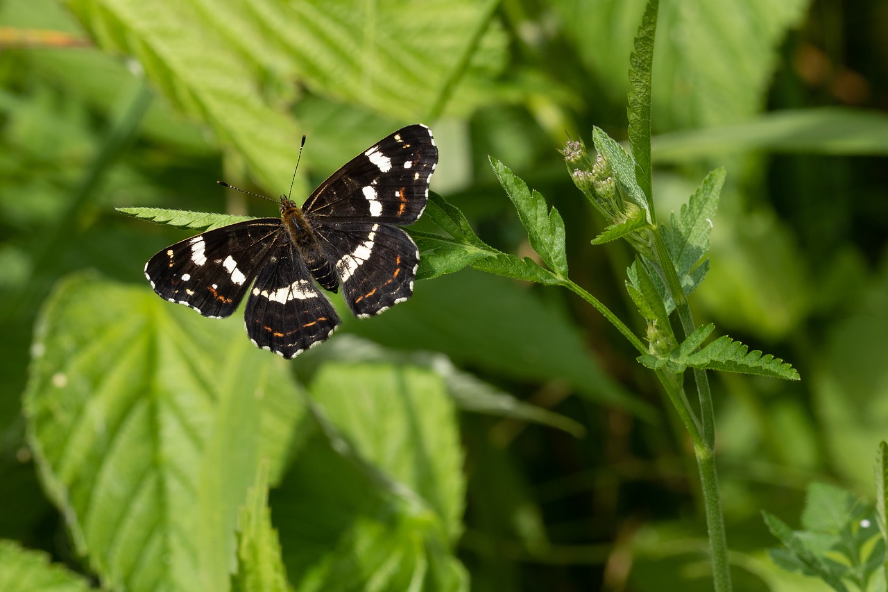 butterfly  edelfalter  insect free photo