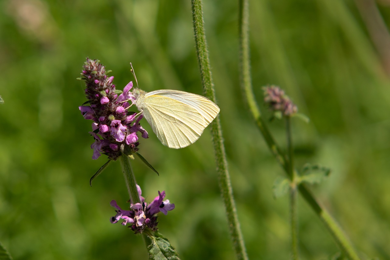 butterfly  white ling  blossom free photo