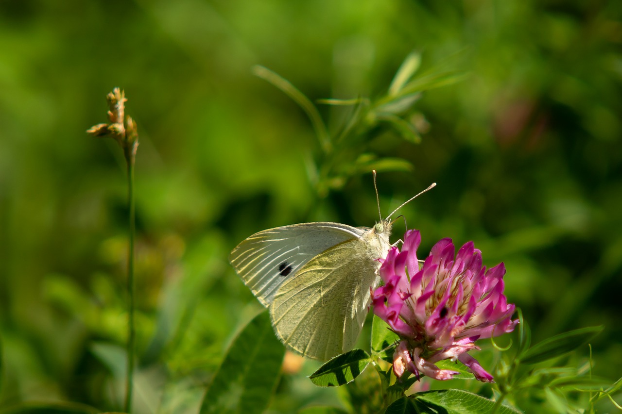 butterfly  white ling  blossom free photo