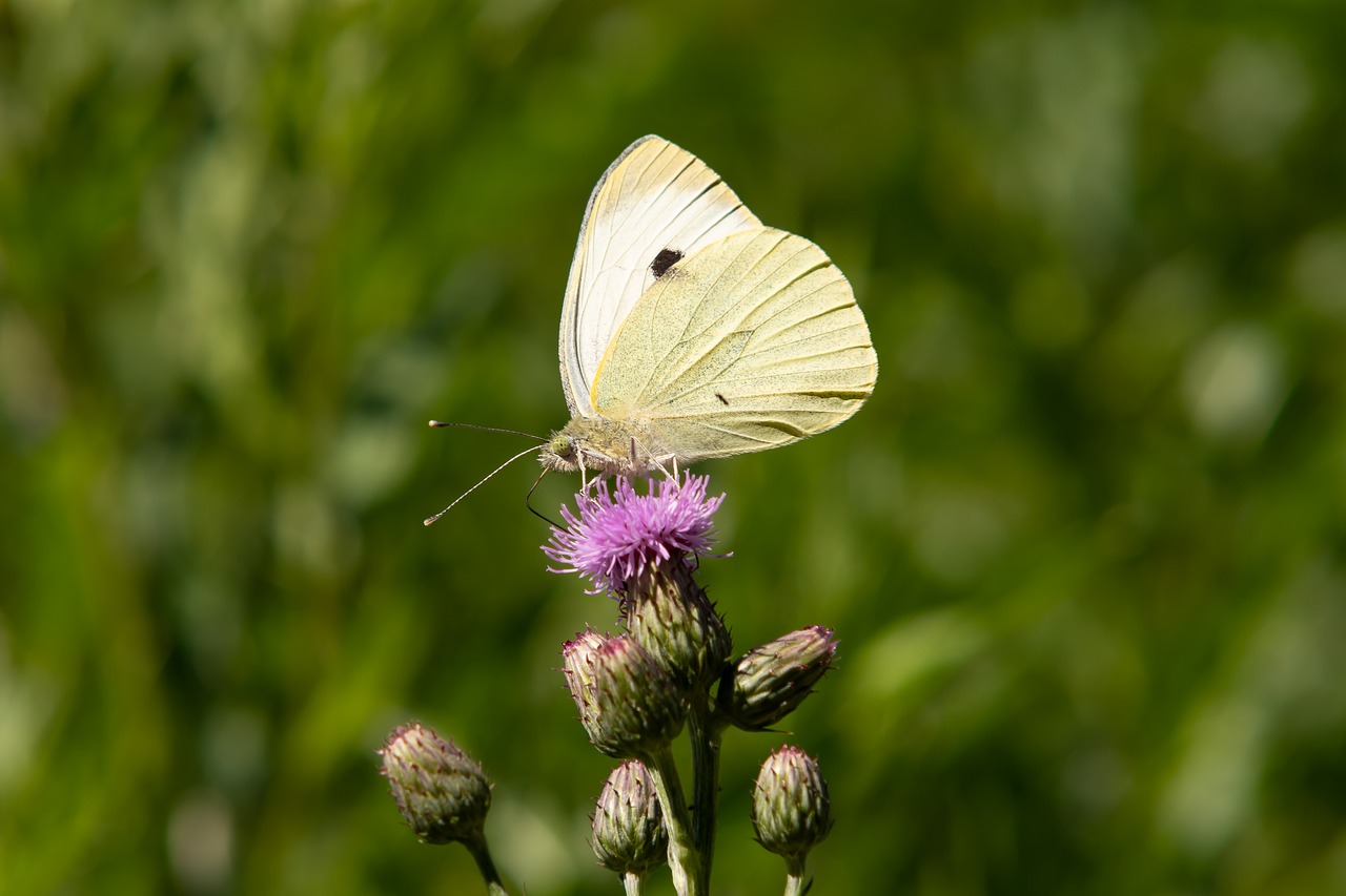 butterfly  white ling  blossom free photo