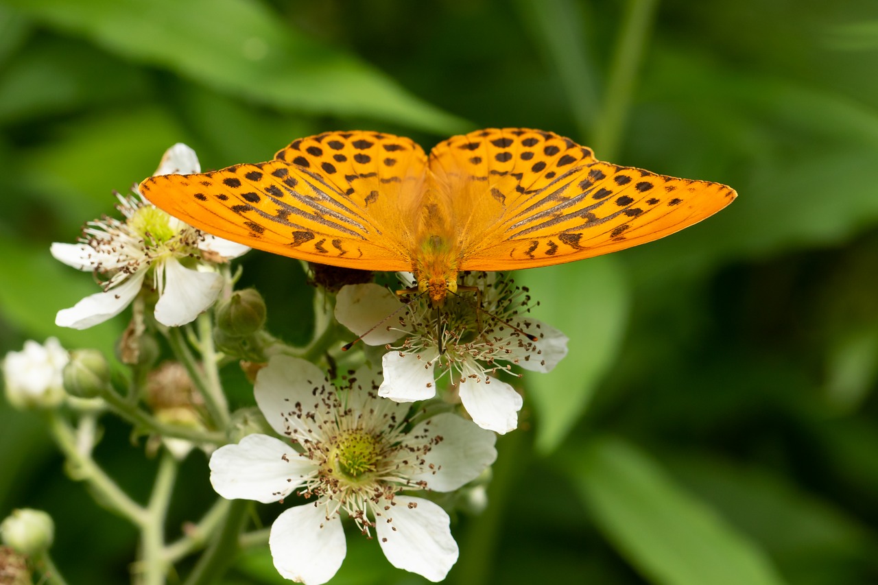 butterfly  edelfalter  blossom free photo