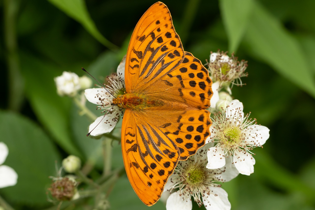 butterfly  edelfalter  blossom free photo