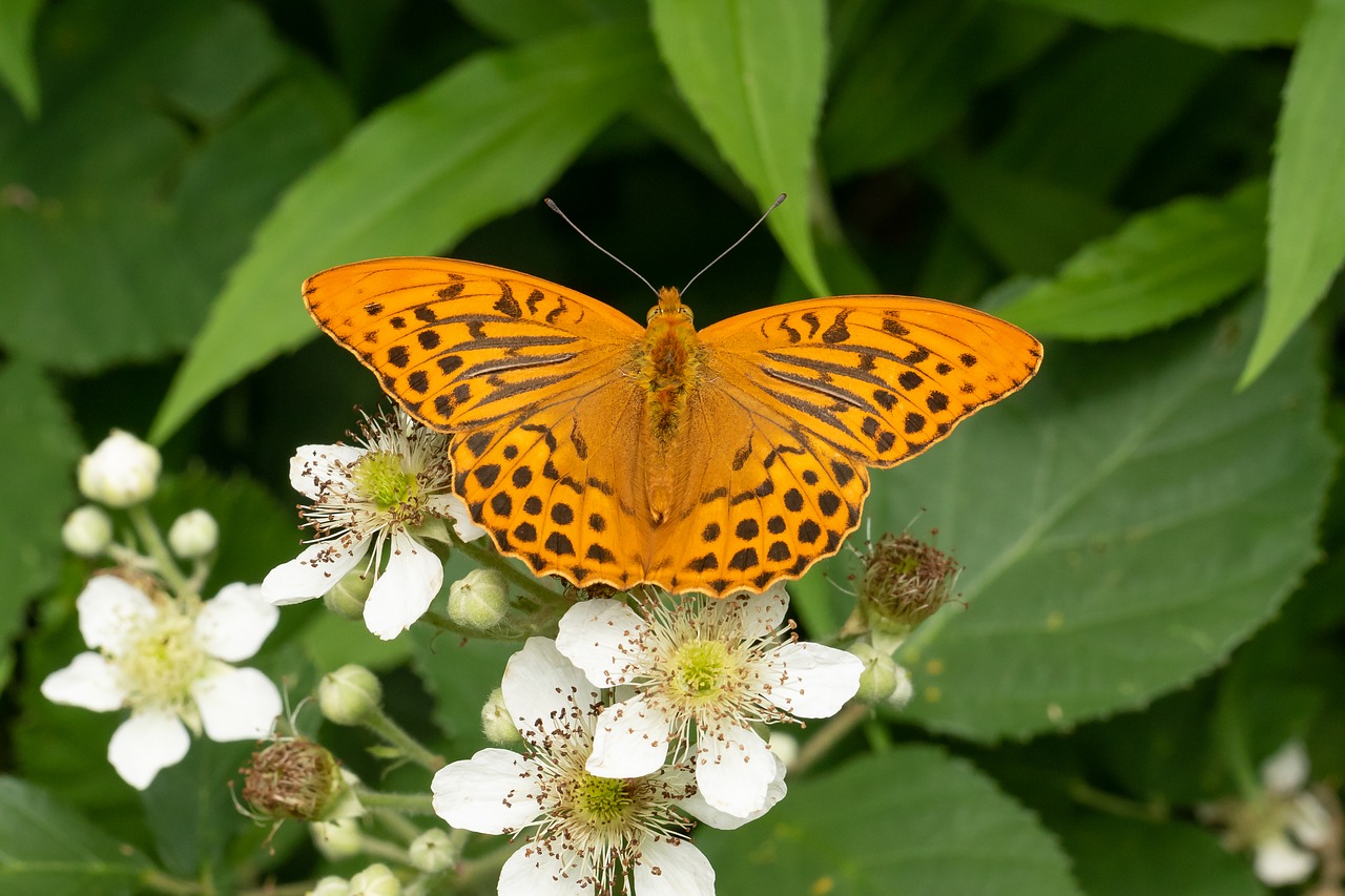 butterfly  edelfalter  blossom free photo