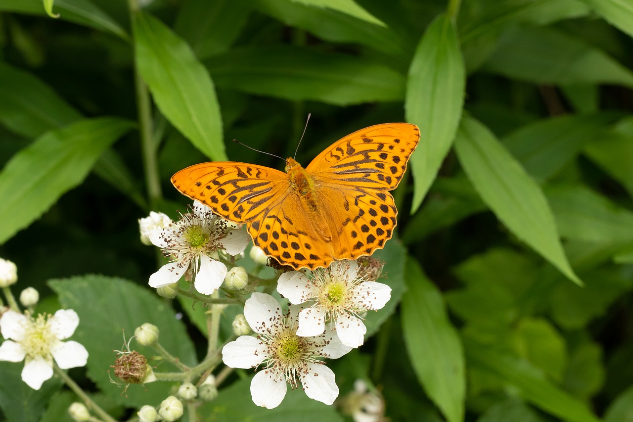 butterfly  edelfalter  blossom free photo