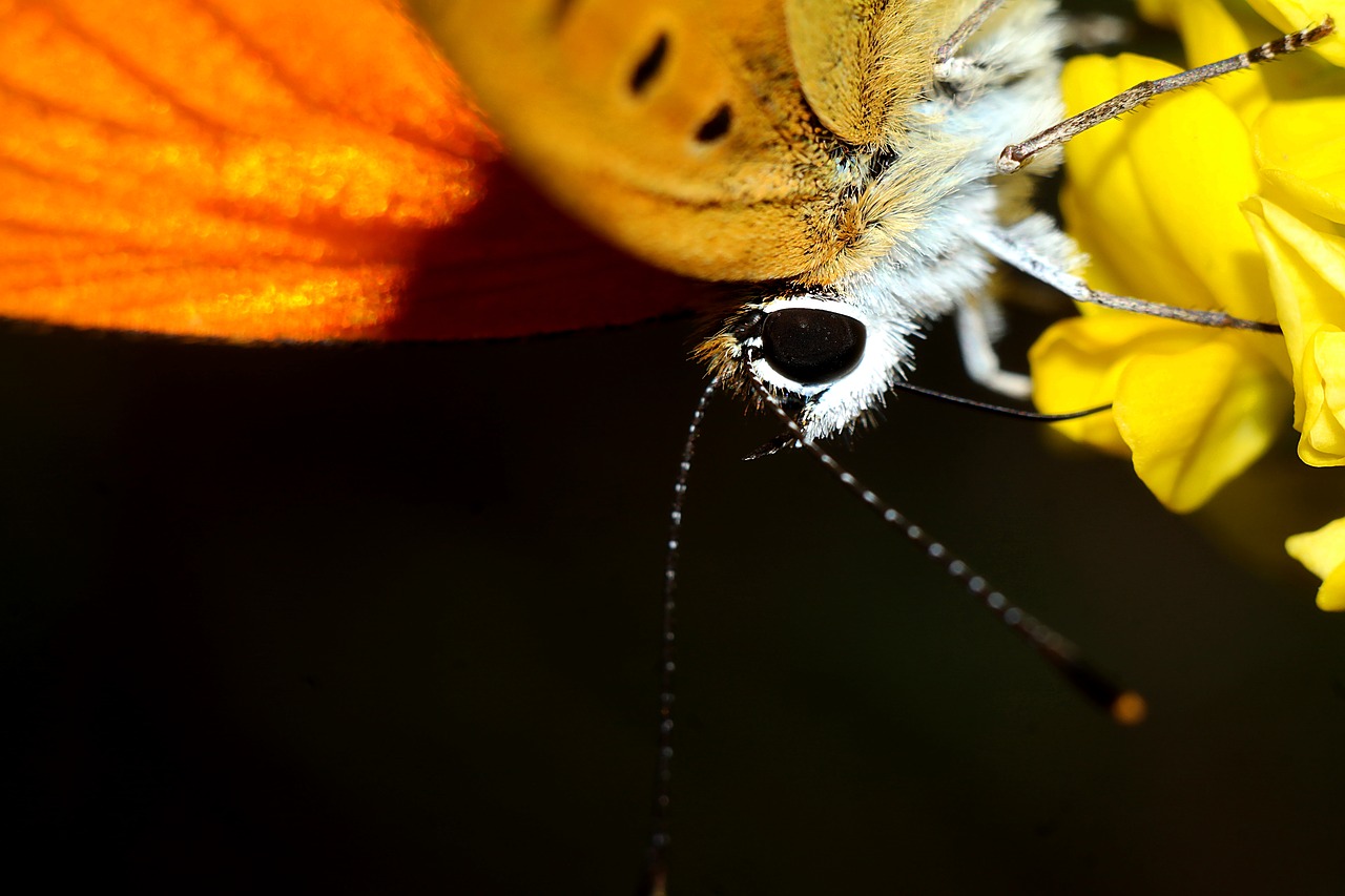 butterfly  insect  macro free photo