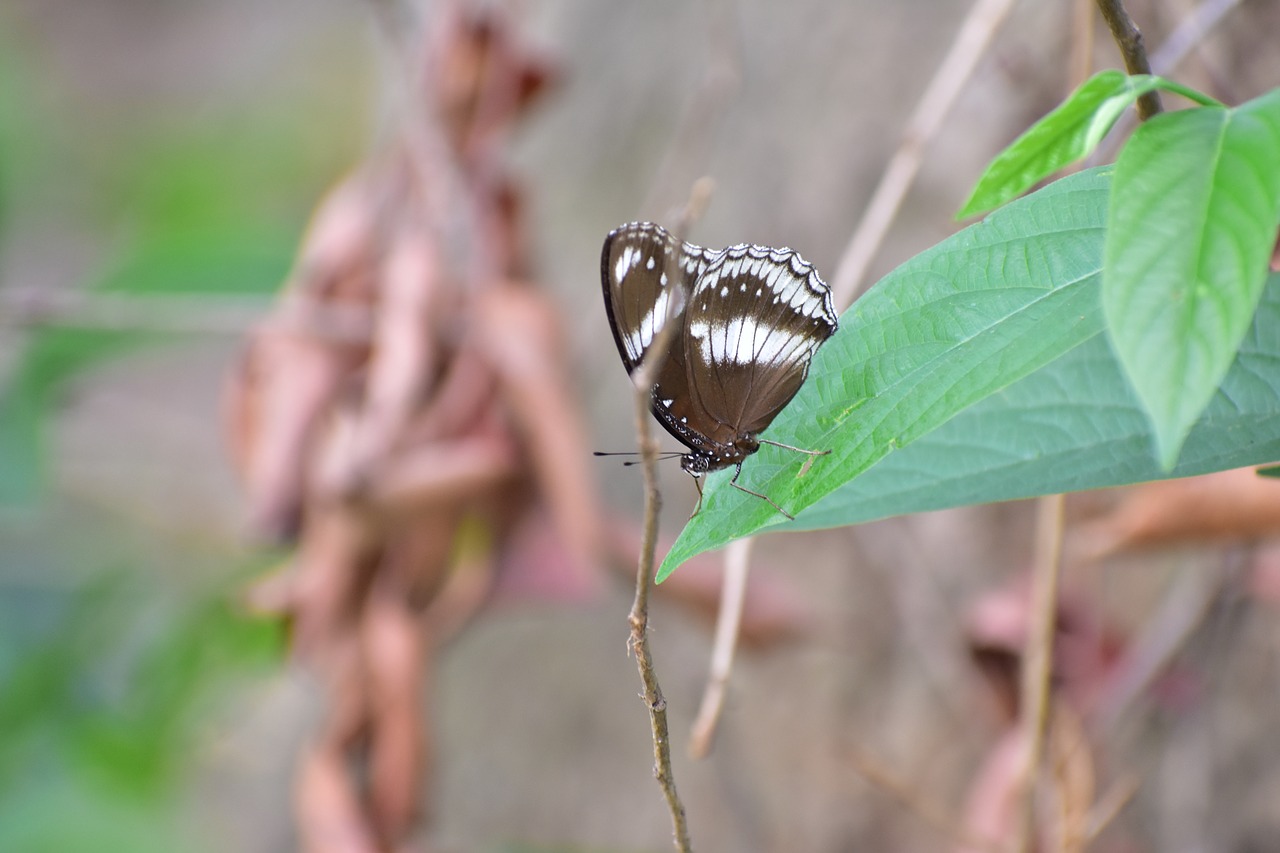 butterfly  close up  focus free photo