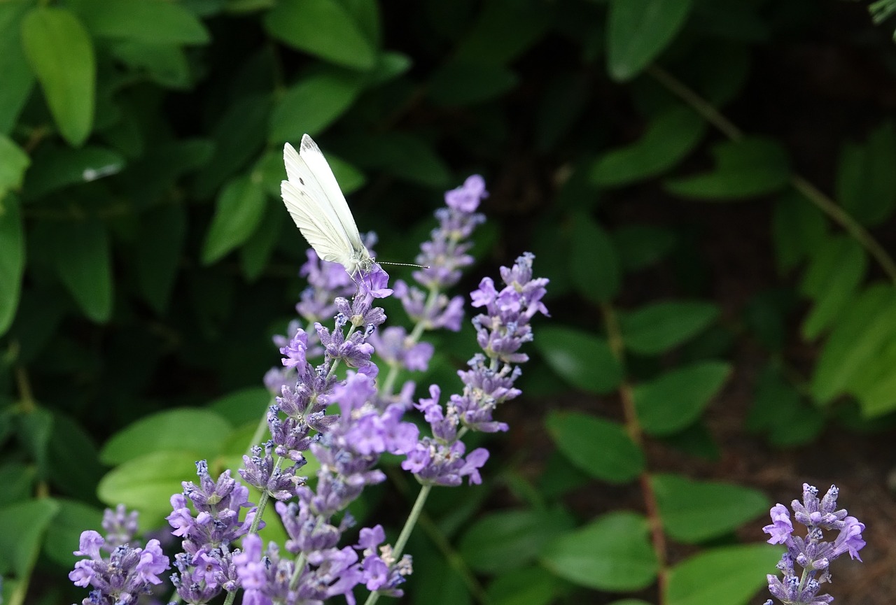 butterfly  lavender  summer free photo