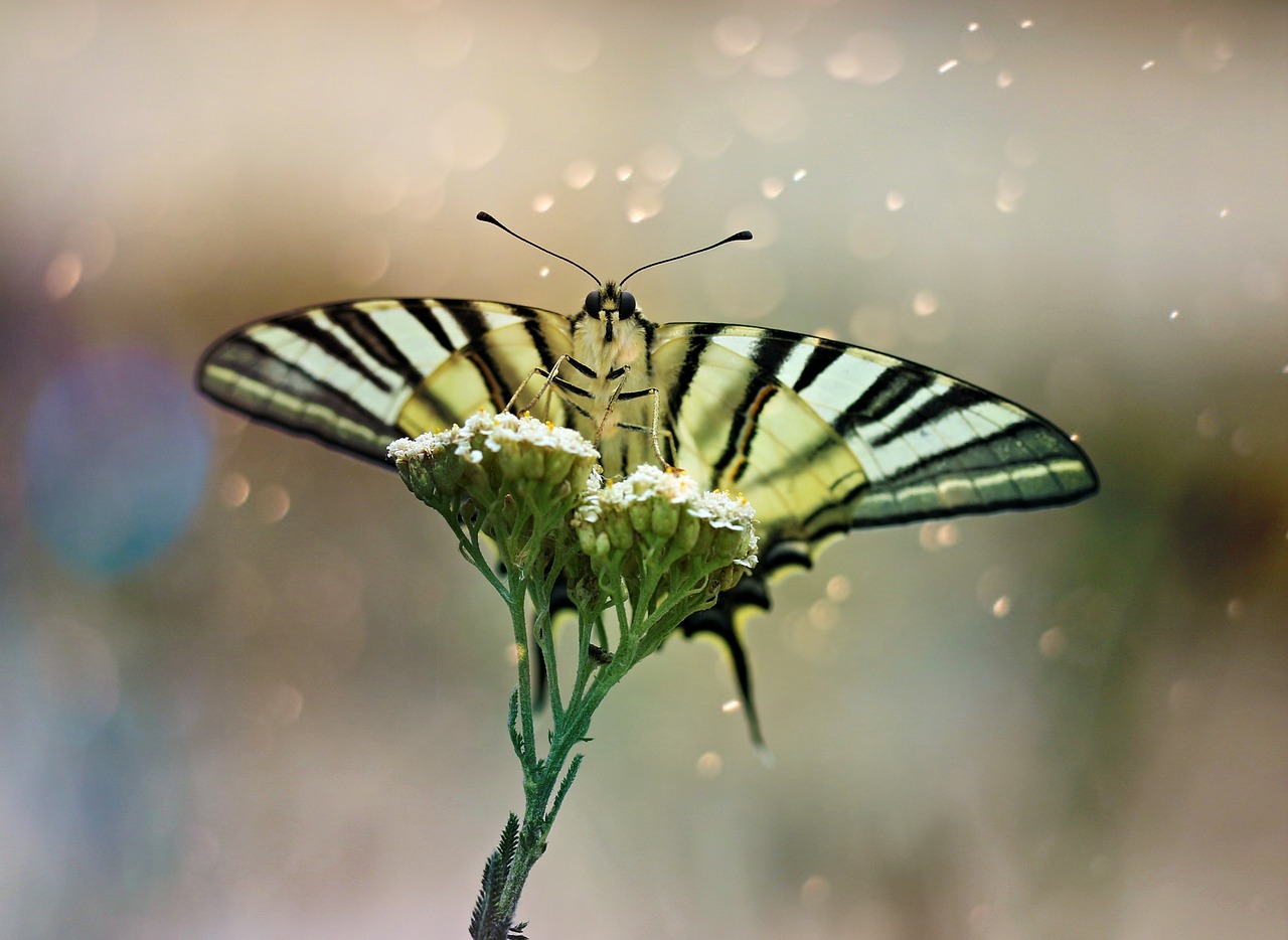 butterfly  dovetail  wings free photo