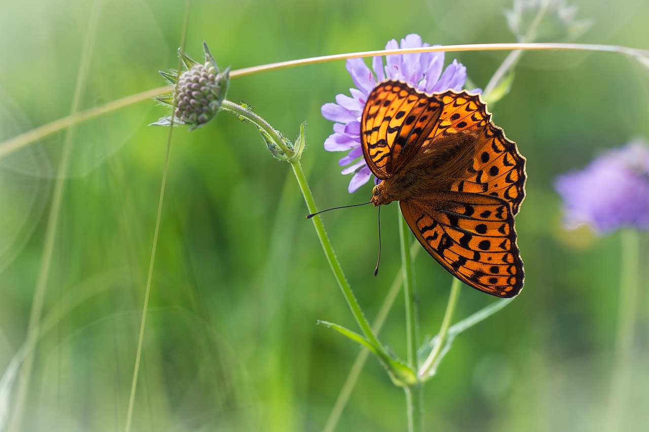 butterfly  meadow  orange free photo