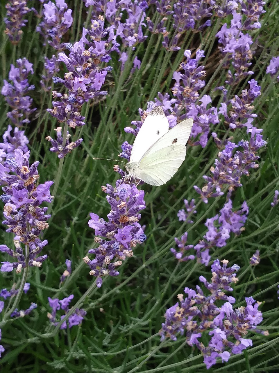 butterfly  lavender  white ling free photo