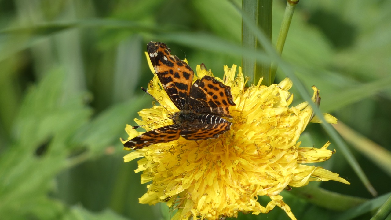 butterfly  dandelion  flower free photo