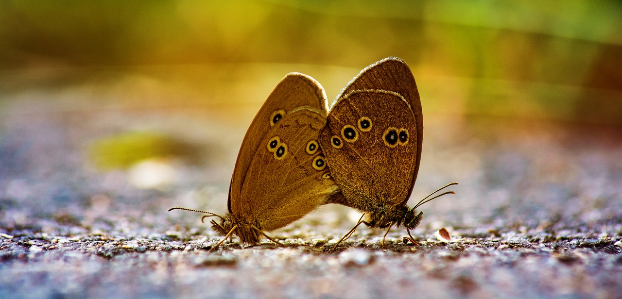butterfly  pairing  pairs free photo