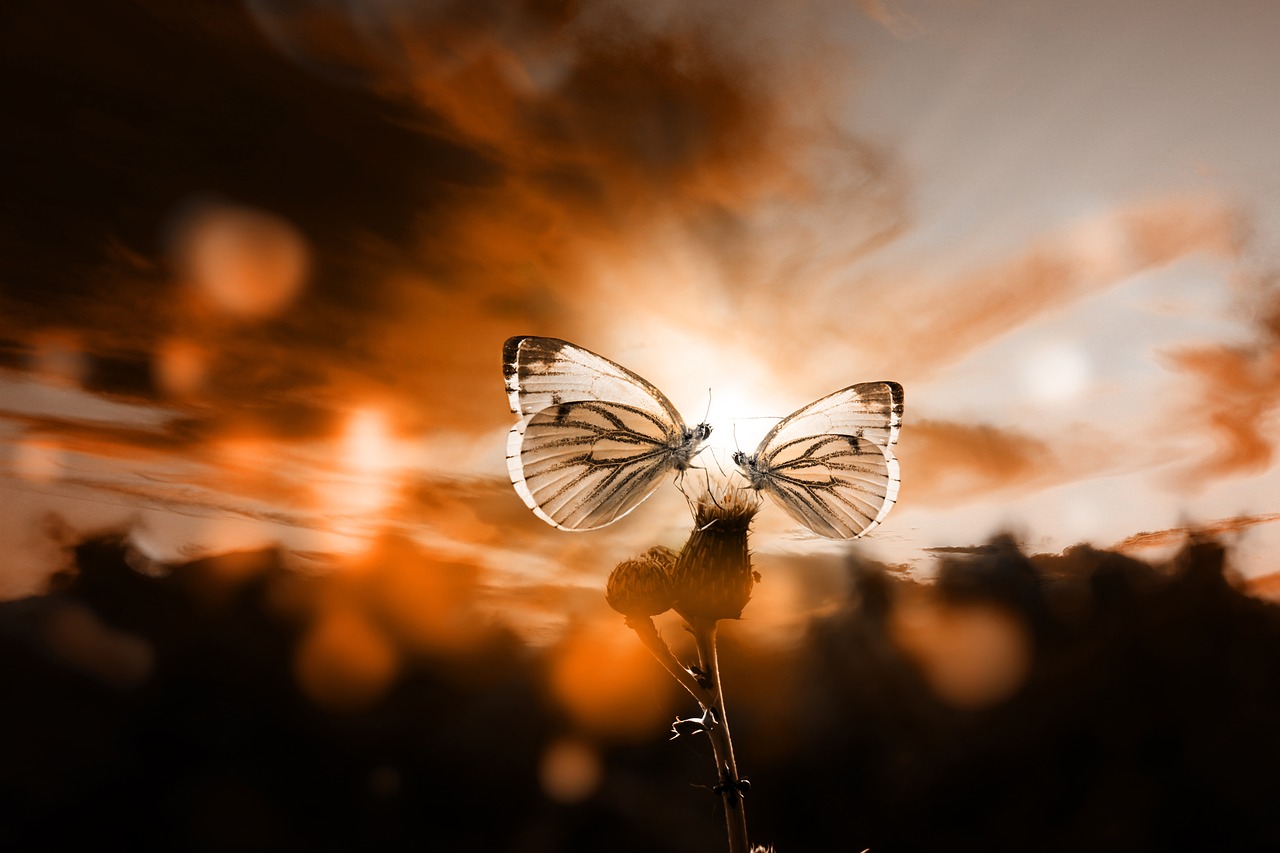 butterfly  sunset  backlighting free photo