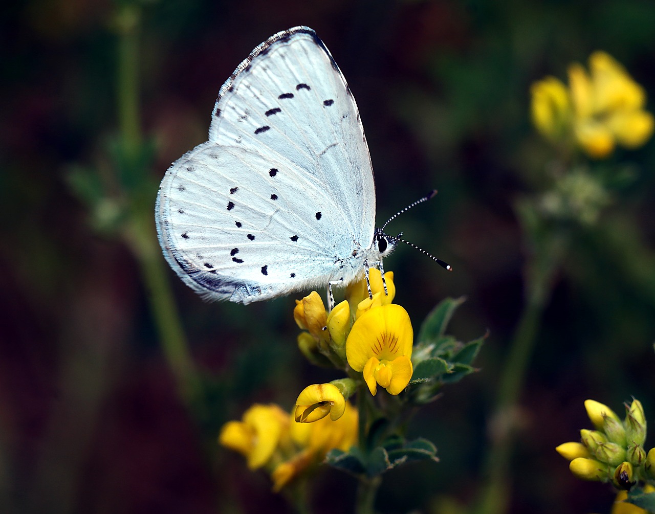 butterfly  modraszek  insect free photo