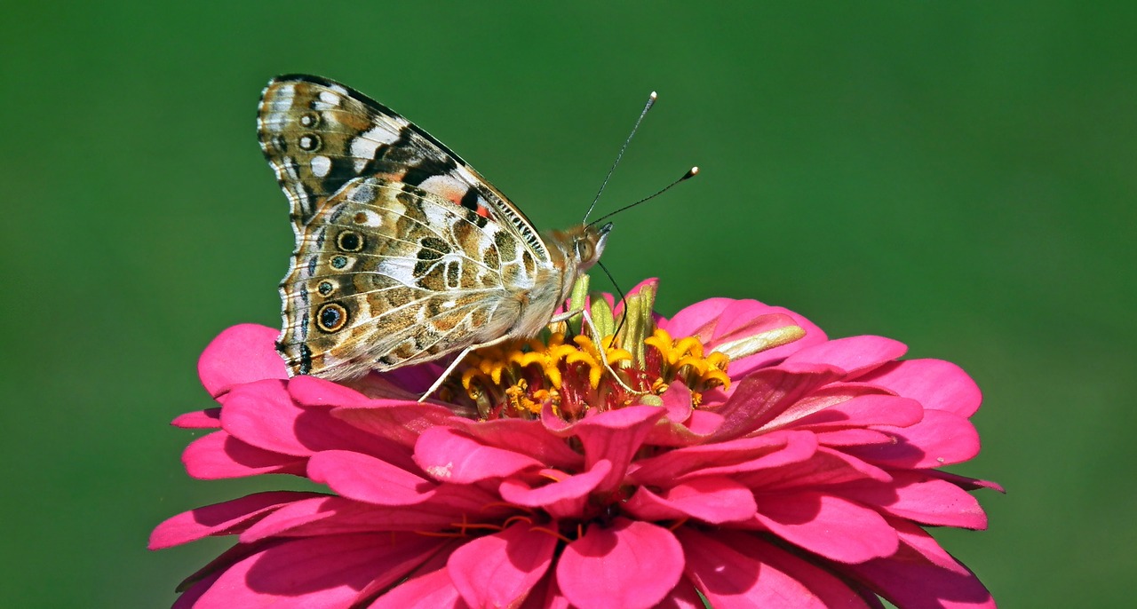 butterfly  insect  macro free photo