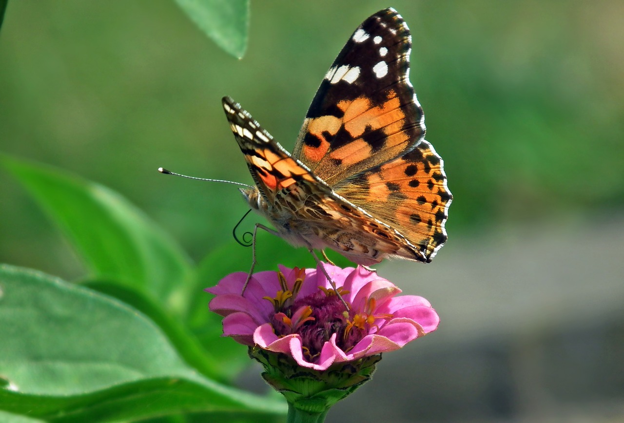 butterfly  insect  flower free photo