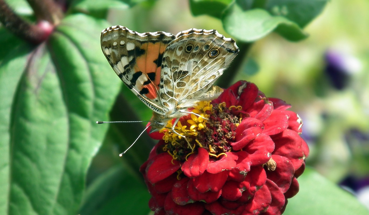 butterfly  insect  nature free photo